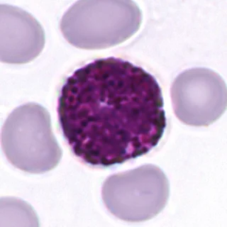 Basophil