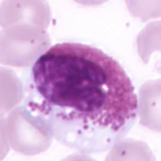 Eosinophil