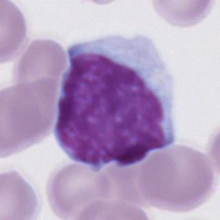 Lymphocyte