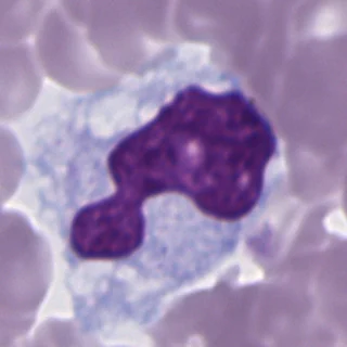 Monocyte